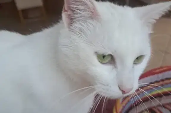Chat perdu, Mulhouse, photo: Chatte blanche perdue, pucée, Rue Gay-Lussac