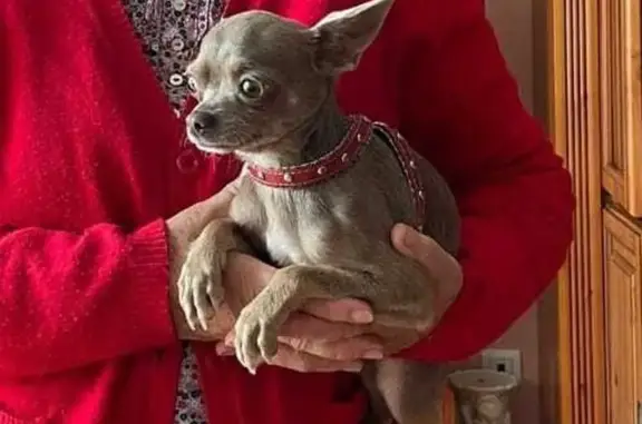 Chihuahua canela con cadena puesta. Salio corriendo muy asustadizo... Se llama Chico. No se deja coger fácilmente