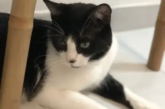Chat perdu, Péroy-les-Gombries, photo: Petit chat noir et blanc disparu à Péroy