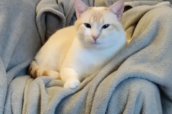 Animaux perdus Châteauroux, photo: Chat blanc mâle perdu, Allée Paul Rue 1