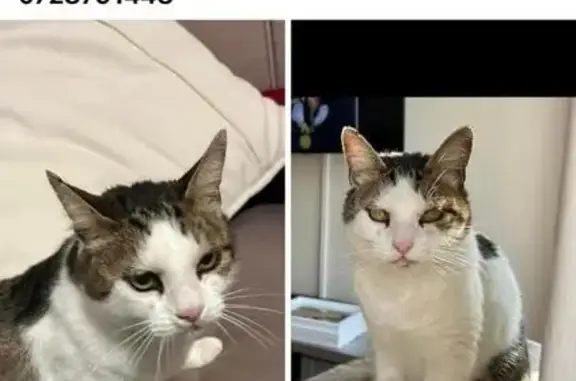 Lost Cat: Grey & White Male, 12yrs, Cape Town