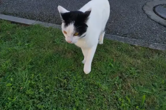 Animaux trouvés , photo: Chat noir et blanc trouvé à Petit-Caux