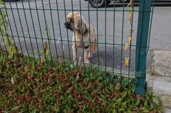 Chien mâle trouvé rue E. Corbière, Morlaix - photo