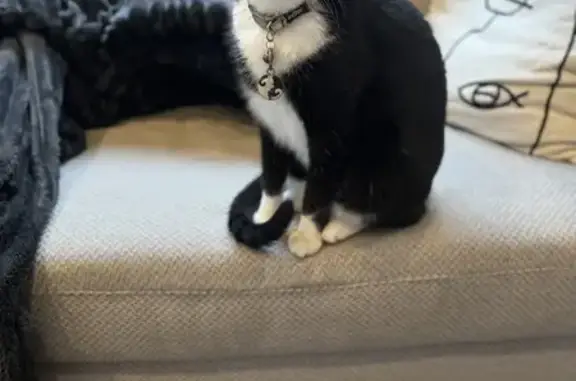 Lost Female Tuxedo Cat - Lower Main Rd, CT