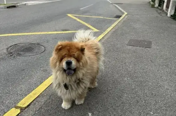 Chien Chow Chow errant place Jean Aude, Antibes - photo