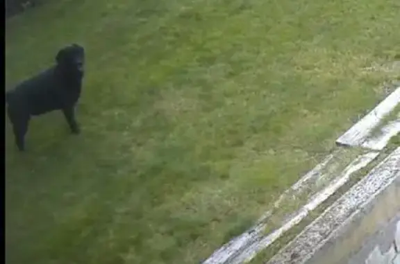 Labrador noir trouvé sans collier à Boissettes - photo