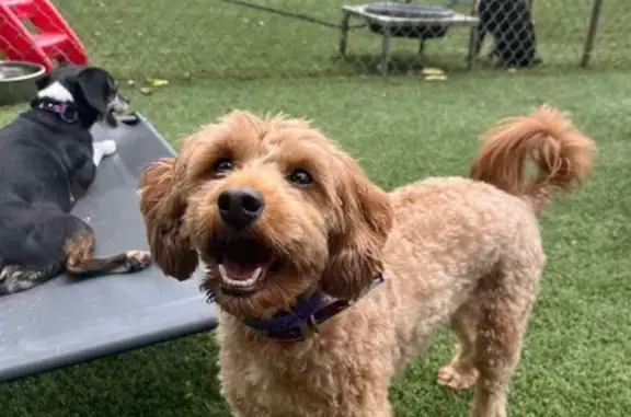 Missing Gold Cavapoo with Red Leash in Bloomington