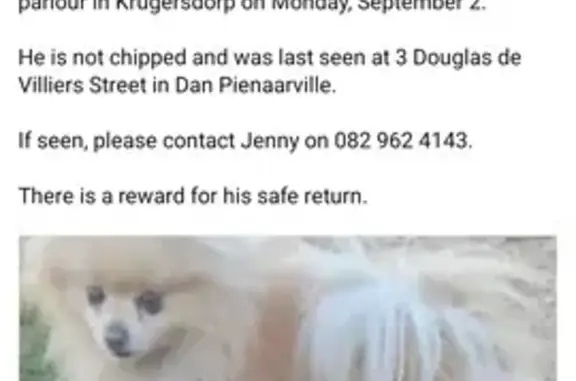 Lost Toypom: Missing Since 2 Sept in Krugersdorp