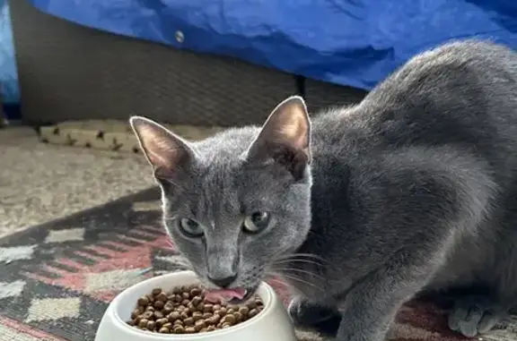 Jeune chat gris trouvé près de la médiathèque - photo