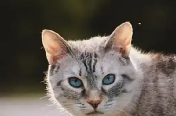 Animaux perdus Bretteville-sur-Odon, photo: Recherche témoin pour chatte beige disparue