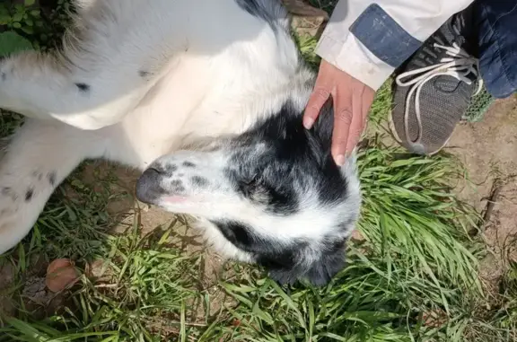 Chien trouvé Tonnay-Charente, photo: Chienne trouvée, collier marron, Tonnay-Charente
