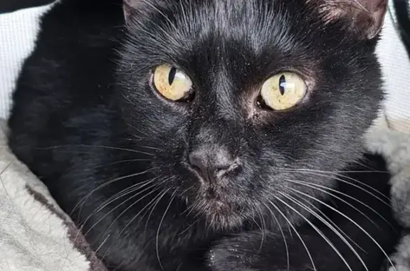 Animaux trouvés Grésy-sur-Aix, photo: Chatte européenne trouvée, sociable, 8-10 ans
