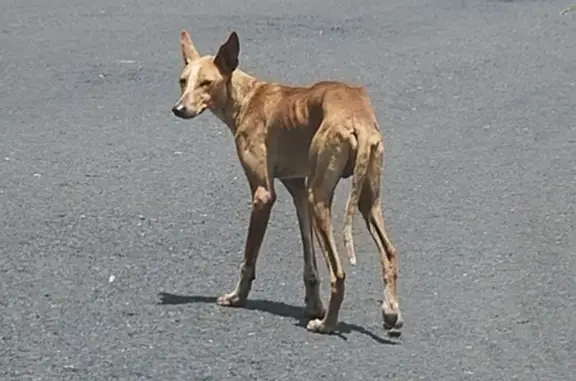 Lost Dog in Serangoon Ave 3, Singapore