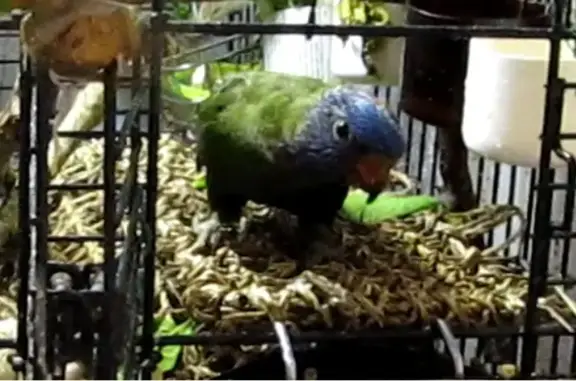 Lost Blue Bellied Lorikeet in Willoughby