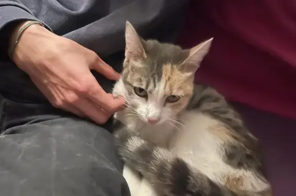 Jeune chatte Isabelle sociable trouvée à Murviel - photo