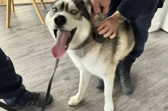 Chien trouvé Sens, photo: Chien trouvé pris en charge rue Bellocier, Sens