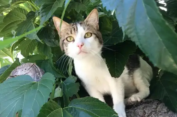 Animaux perdus Marignane, photo: Chat mâle européen disparu à Marignane