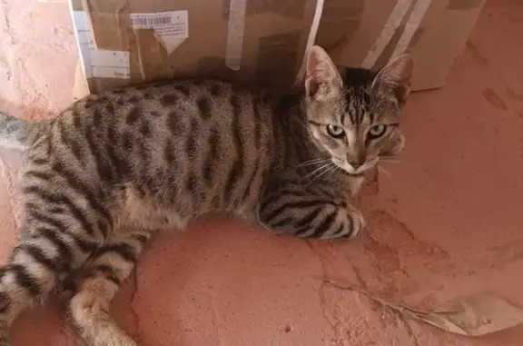 Gato Atigrado Gris Encontrado en Puertollano