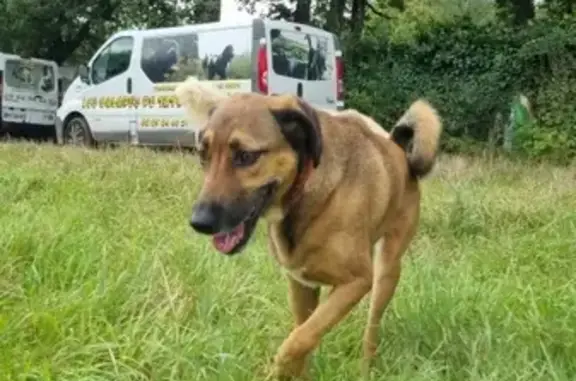 Chienne croisée berger perdue à Marcoussis - photo