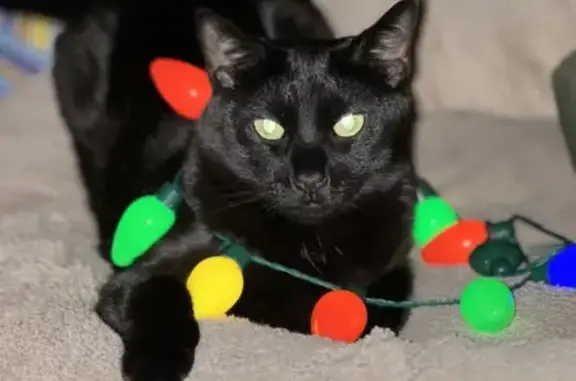 Missing Black Cat in Berwyn, IL - Green Collar