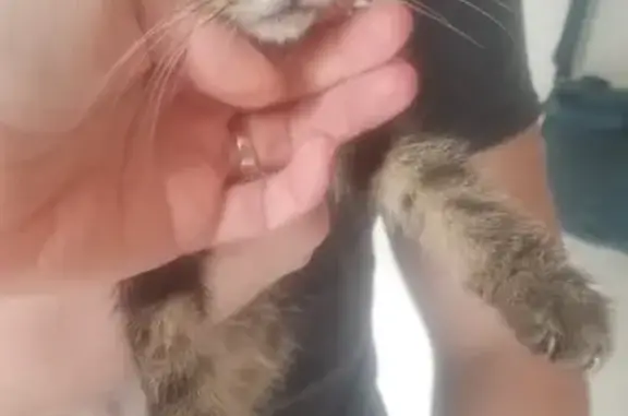 Animaux trouvés , photo: Chaton tigre mâle trouvé à Mingoval