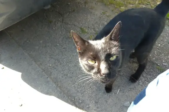 Chat noir trouvé, femelle, Rue du Bois Jacquelin - photo