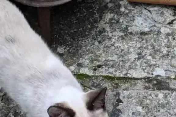 Chats siamois trouvés Rue du Funiculaire - photo