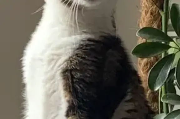 Animaux perdus Chablis, photo: Chat Européen disparu, Chablis, Rue Vieille Voye