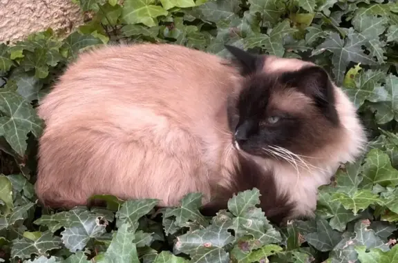 Animaux perdus Saint-Maur-des-Fossés, photo: Chat Ragdoll Beige Perdu à Saint-Maur-des-Fossés