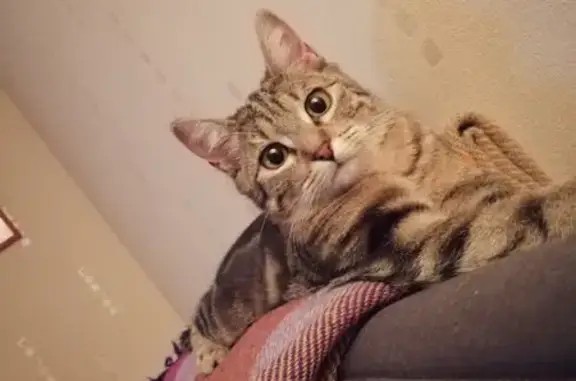 Chat perdu, Prémilhat, photo: Chatte perdue à Montluçon, quartier des Marais
