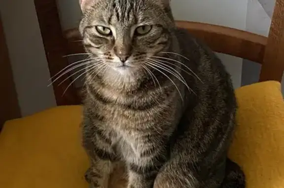 Chatte tigrée 3 ans perdue à Angers - photo