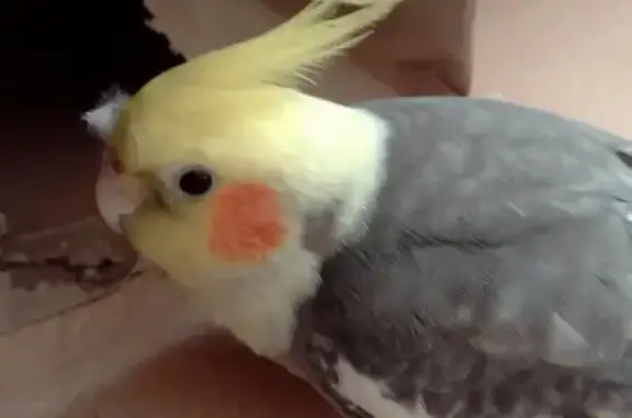 Lost Male Cockatiel: Yellow &...