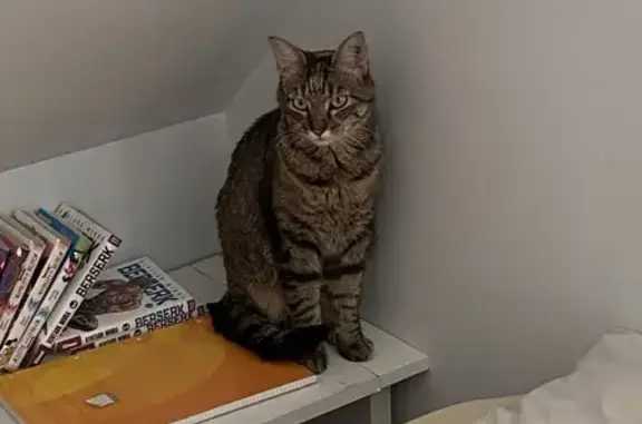 Chatte tigrée foncée 3 ans perdue à Angers - photo
