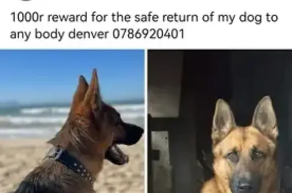 Stolen Male K9: Brown & Black in Cape Town