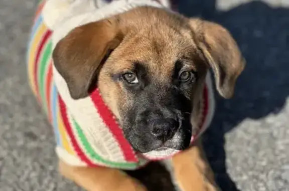 Chien perdu Vannes, photo : Chienne fauve de 3 mois perdue à Vannes