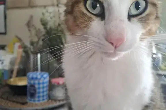 Animaux perdus , photo: Chat mâle disparu, stérilisé, pucé, 2 ans