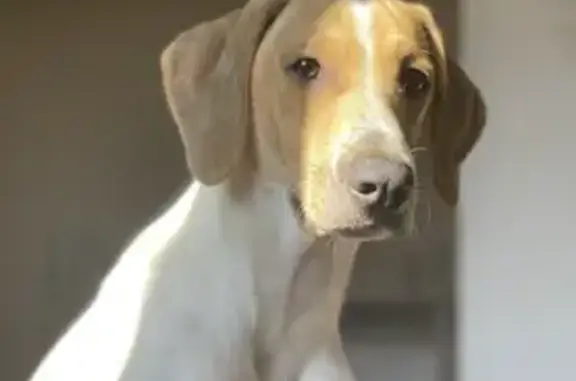 Chien perdu Decazeville, photo : Chien et chiot perdus à Decazeville