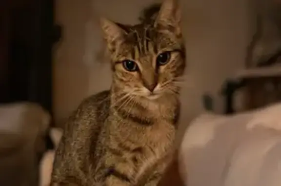 Chatte fauve 3 ans perdue aux Laubies - photo