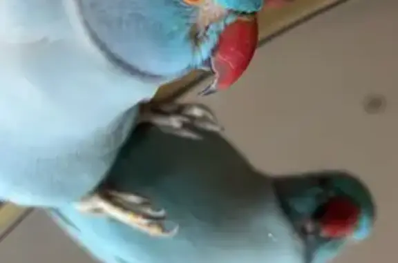 Lost Light Blue Talking Ringneck in Blacktown