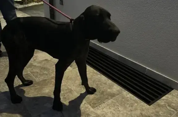 Chien Maigre et Apeuré Trouvé à Villecresnes - photo