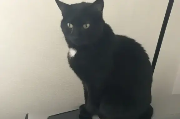 Animaux perdus Lagny-sur-Marne, photo: Chatte noire perdue à Lagny-sur-Marne