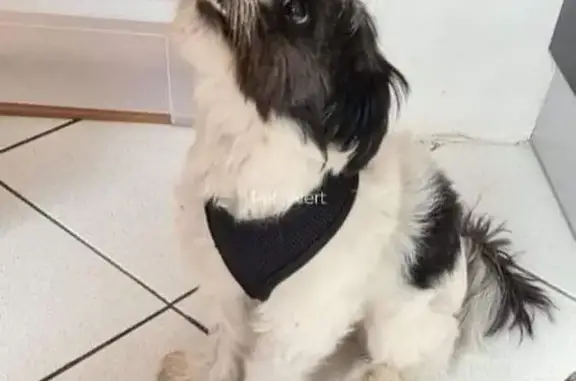 Chien perdu: Roméo, shitsu blanc/noir, Roubaix - photo