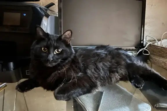 Chat noir femelle 4 ans perdu à Portets - photo