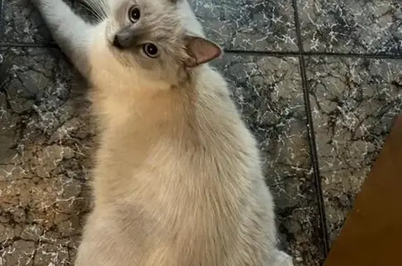 ¡Ayuda! Gato Ragdoll Perdido en Alicante