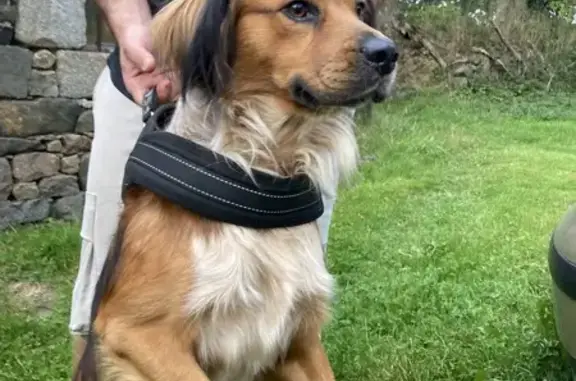 Chien sable/blanc retrouvé à Cavan - photo