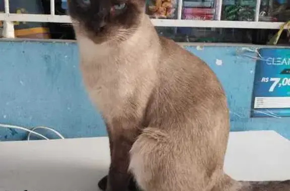 Gato desaparecido