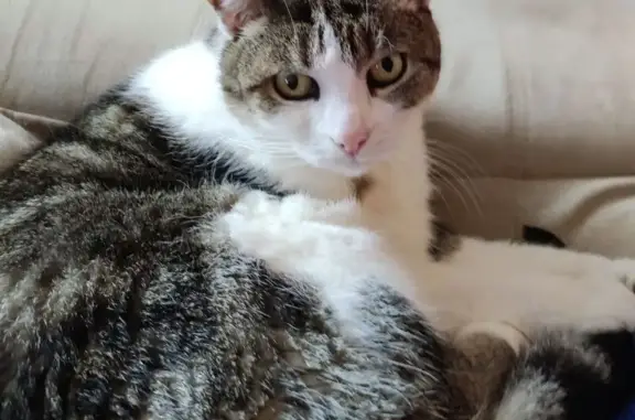 Chat perdu, Parentis-en-Born, photo: Chatte perdue, Route des Campings 1, Parentis