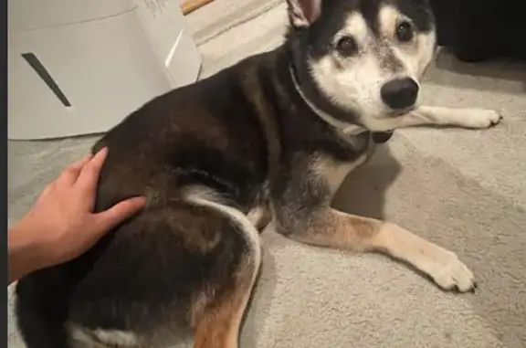 Lost Shiba Inu: 11-Yr-Old, B&W, Queens, NY