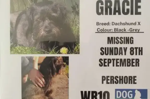 Lost Dachshund Mix - Cherry Orchard 28A