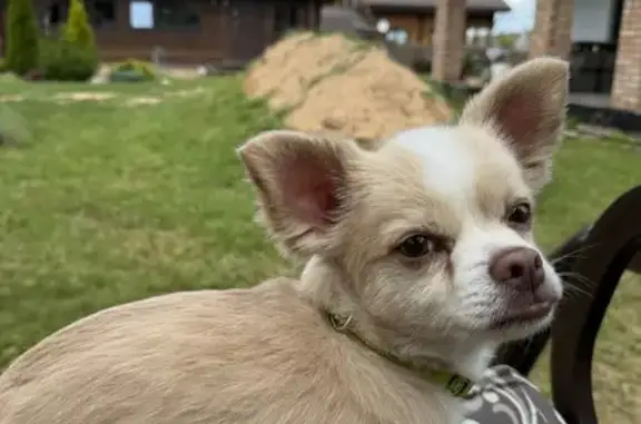 Chien perdu , photo : Chiot chihuahua perdu à Treignat